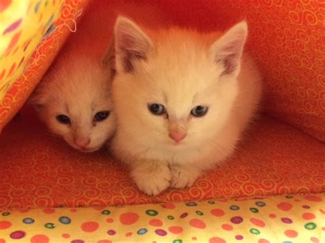 5 Kittens Rescued After Being Dumped In Garbage Can In Langley Globalnewsca