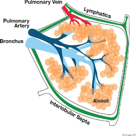 Pulmonary Lobule Model
