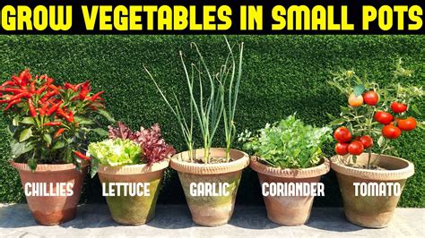 Vegetables You Can Grow In Small Pots Small Space Gardening Youtube