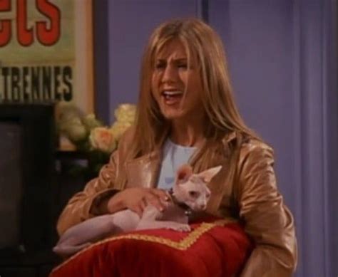 Hairless Cat Friends Season Hairless Cat Rachel Green Best Seasons