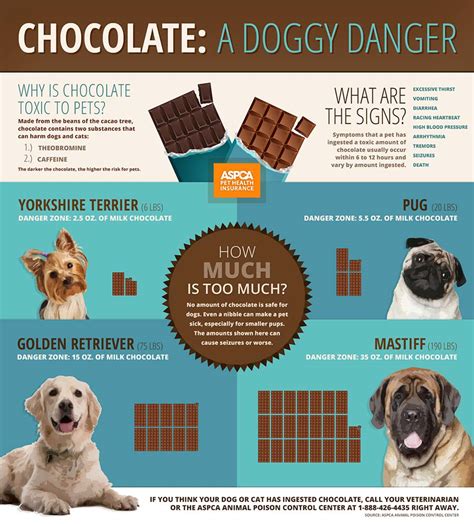 There's no chance of overdose and no side effects. Can Dogs Eat Chocolate and Why Is Chocolate Bad for Dogs ...