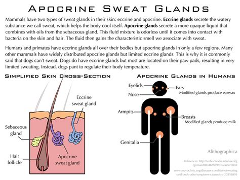 Science Fact Friday Apocrine Sweat Glands By Alithographica On Deviantart