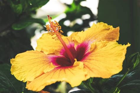 Hawaiian Flowers Found On Maui Maui Resort Rentals