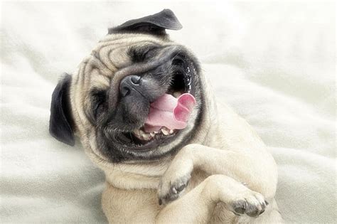 Hd Wallpaper Pug Dog Face Happy Protruding Tongue Canine One