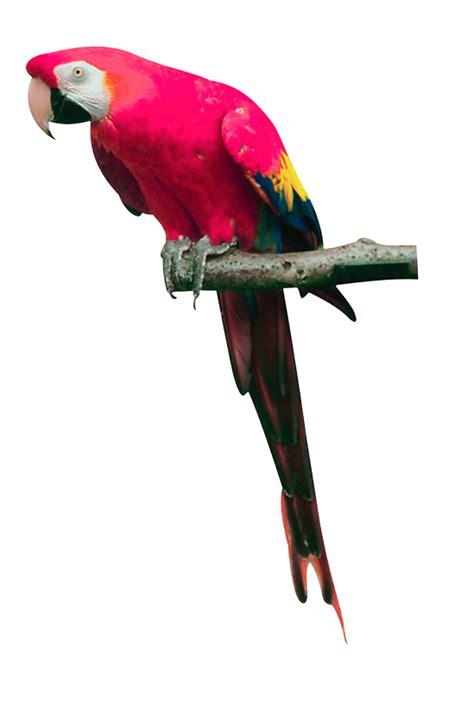 Macaw Transparent Background Parrot Png Protes Png