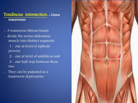 Ppt Abdominal Wall Powerpoint Presentation Free Download Id3081617