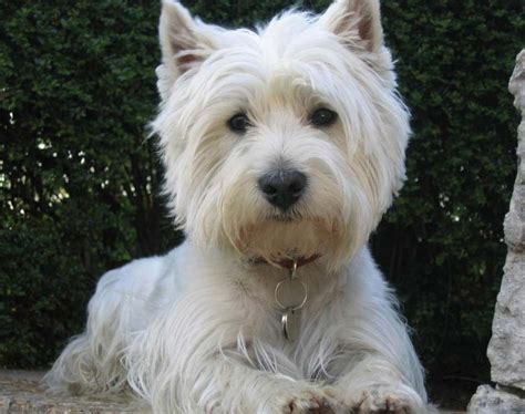 West Highland White Terrier My Dog Breeders Part 97