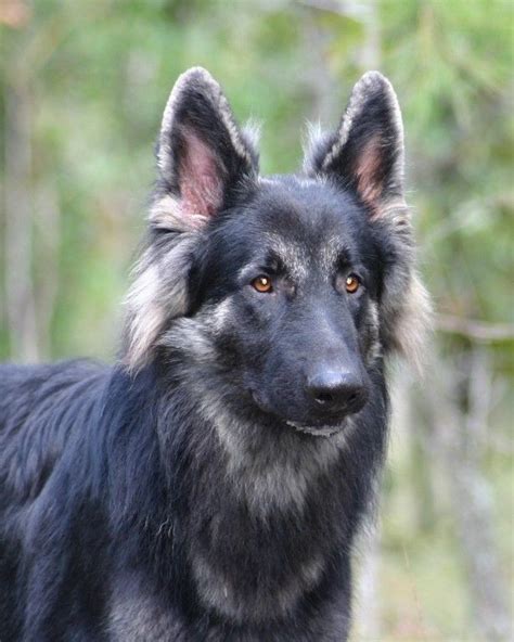 Long Haired Black German Shepherd For Sale Shepherd