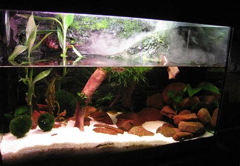 Recommended Led Combination For Paludarium Best Parcri The