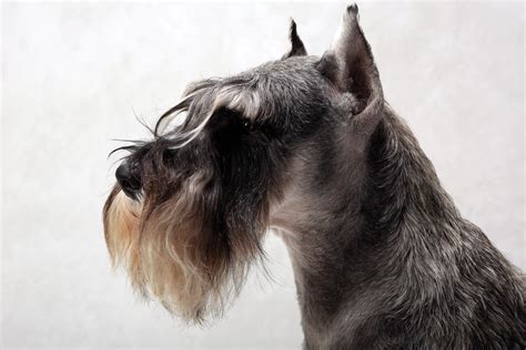Toptrendingnow Portraits Of Westminster S Best Of Breed Pic Heavy