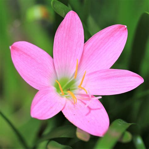 Pink Rain Lily Bulbs For Sale Online Zephyranthes Robusta Easy To