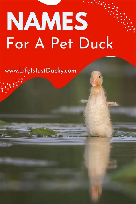 300 Good Duck Names For Your Backyard Flock Life Is Just Ducky