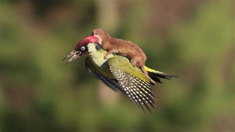 photographer snaps amazing shot of a weasel flying on the back of a woodpecker and now it s a