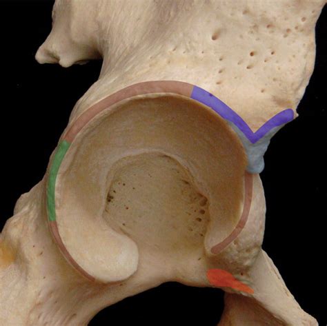 Capsular Ligaments Of The Hip Anatomic Histologic And Positional