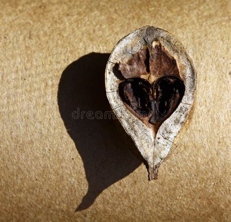 Heart Shaped Nut Shell Stock Photo Image Of Peel Fathers 35553140