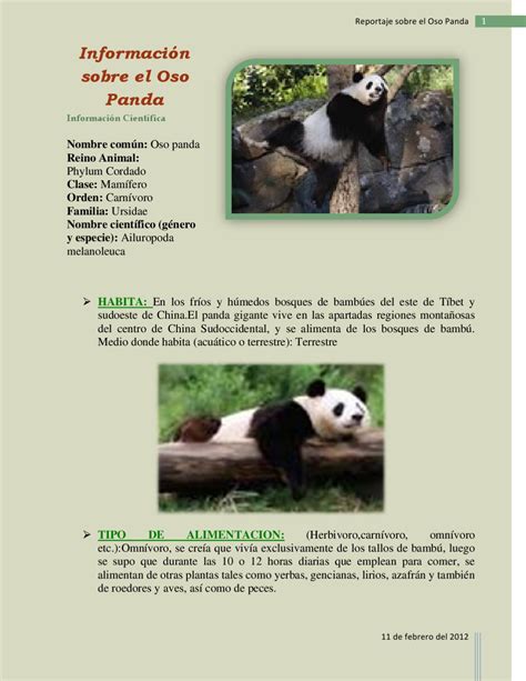 Reportaje Sobre El Oso Panda By Estuardo Tapia Guillen Issuu