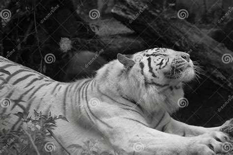 White Siberian Tiger Stretching Stock Image Image Of Carnivore Tiger