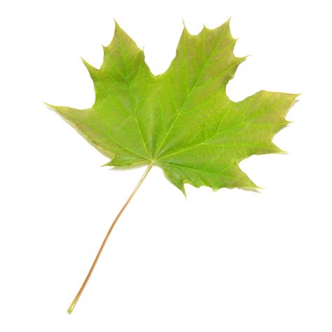 Premium Photo Green Maple Leaf Isolated