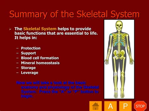 Diagram Diagram Of Skeletal System Of Human Body Mydiagramonline