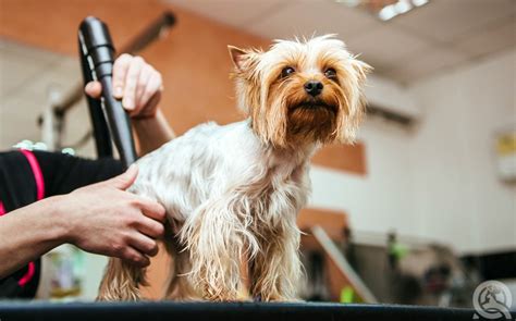 Grooming business and floor plans, wage systems and forms for pet groomers. How to Start a Dog Grooming Career - QC Pet Studies