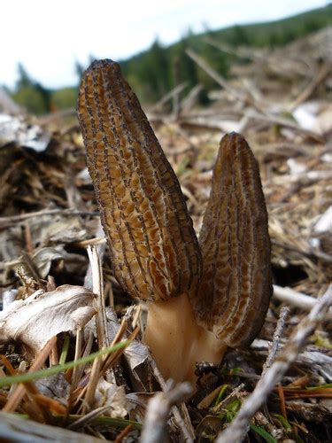 Morchella importuna | Another photograph of morels from the … | Flickr