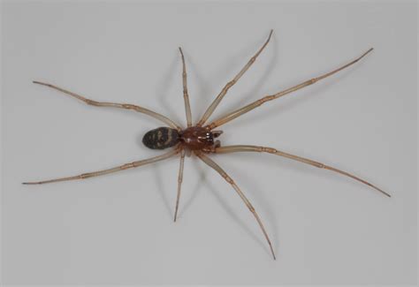 Steatoda Grossa The Cupboard Spider