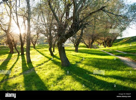 Sunny Green Forest With Shadow Stock Photo Alamy