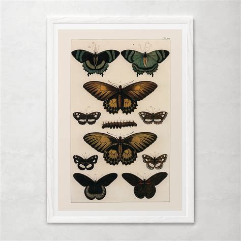 Vintage Butterfly Print High Quality Reproduction Old Etsy