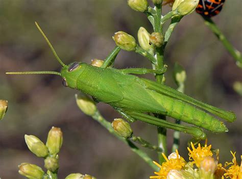 Id For A Bright Green Grasshopper Schistocerca Bugguidenet