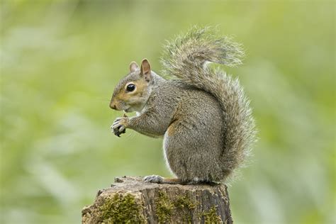 Squirrels To Be Given Contraception To Help Reduce Numbers