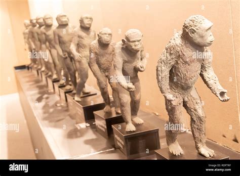 Human Evolution Ape Man Hi Res Stock Photography And Images Alamy