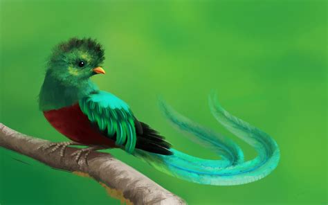 resultado de imagen para quetzal feathers grabados de aves ave nacional de guatemala aves