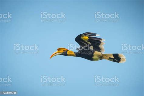 Burung Enggang Besar Terbang Di Langit Biru Foto Stok Unduh Gambar