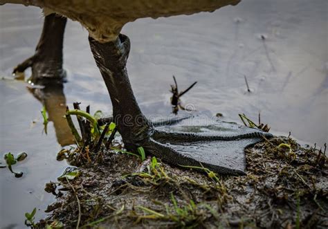 Close Up Canadian Goose Webbed Feet In Mud Stock Photo Image Of