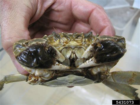 Chinese Mitten Crab Eriocheir Sinensis