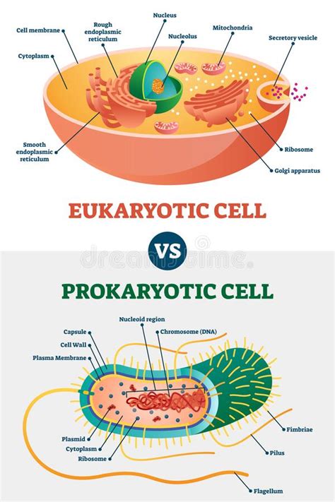 Maybe you would like to learn more about one of these? Eukaryotic Cell Clipart - Clipart
