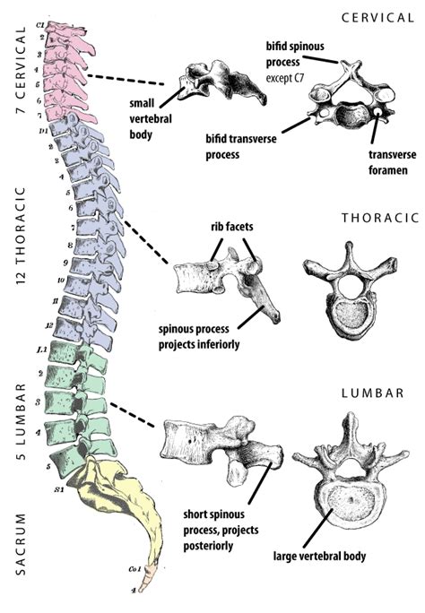 The Different Types Of Vertebrae In The Human Spine