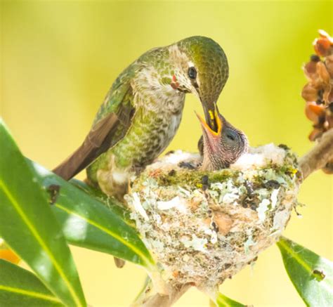 Hummingbird Nest Facts Hummingbirds Plus