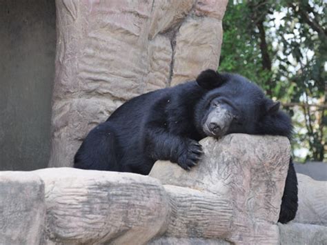 Ursus Thibetanus Thibetanus Tibetan Black Bear In Safari Park Open Zoo