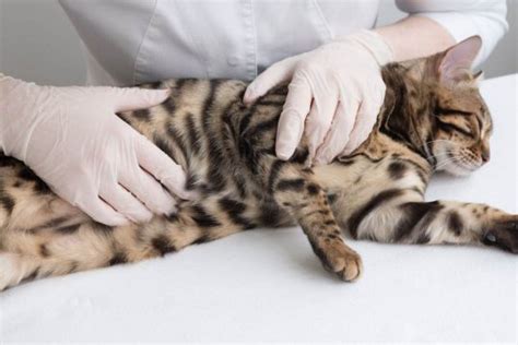 How To Tell If Your Cat Is Pregnant Top 10 Signs