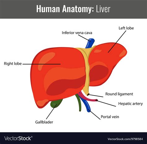 Human Liver Detailed Anatomy Medical Royalty Free Vector