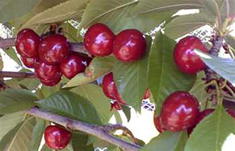 Sir Hans Cherry Fruit Tree Variety Anfic