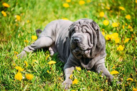 15 Blue Dog Breeds For Lovers Of This Unique Color