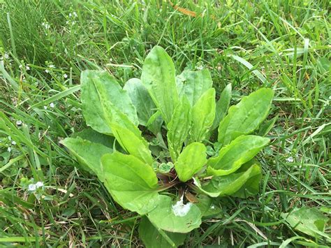 9 Common Lawn Weeds in Northern Virginia: Identification Tips and How ...