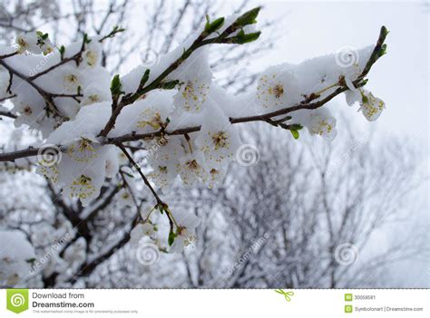 Flowers And Snow Stock Image Image 30058581