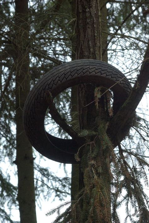 Wir erzählen ihnen, wie viel licht er braucht und was passiert, wenn er zu dunkel steht. Seltener Gummibaum im Adenauer Forst Foto & Bild | bäume ...