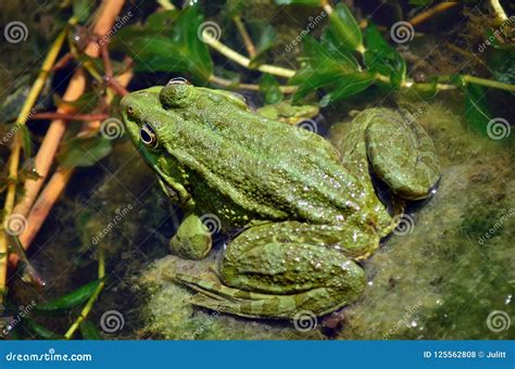 Green Frog In Pond Stock Photo Image Of Green Amphibians 125562808