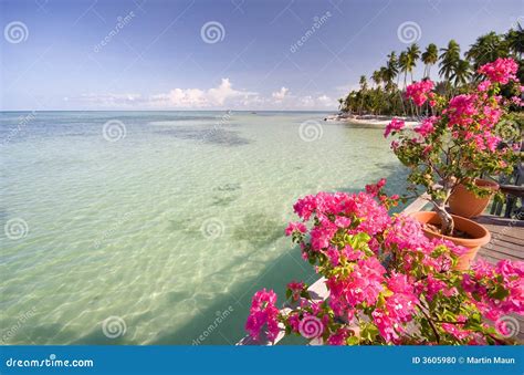 Tropical Flowers On Beach