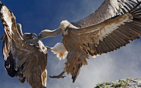 Vultures Return To Italy With A Vengeance After Being Pushed To Verge