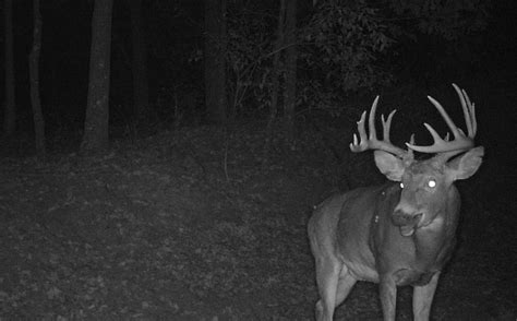 Trail Cam Locations For Increasing Buck Pics Whitetail Habitat Solutions